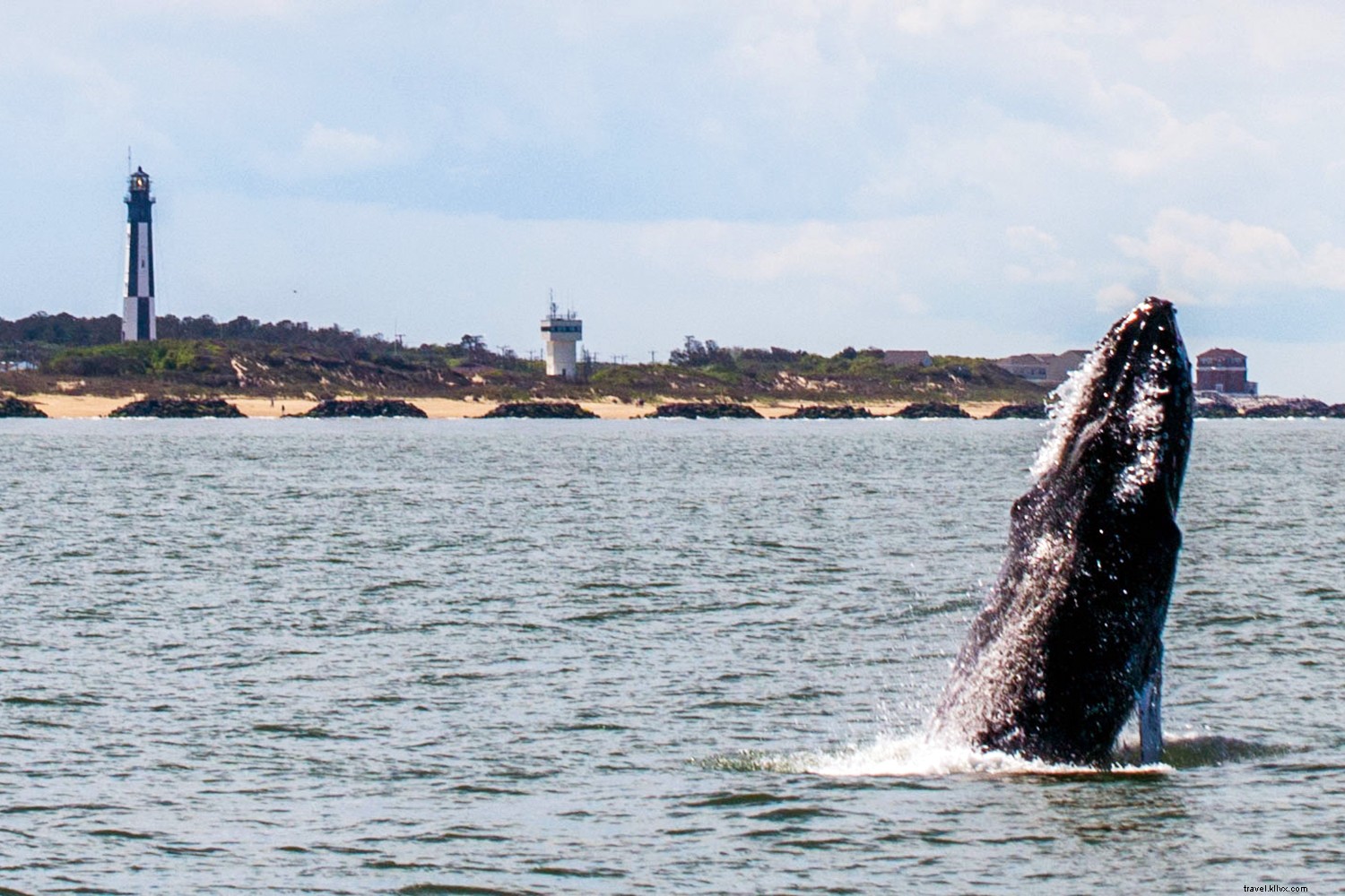 Les meilleurs endroits pour observer les baleines 